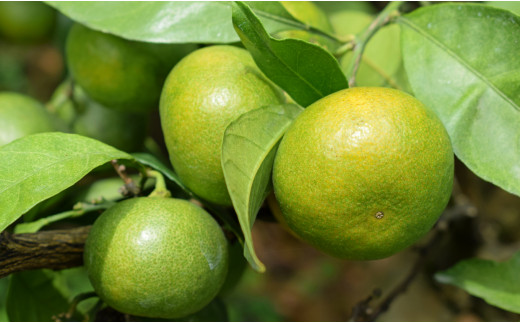 高知県大月町のふるさと納税 【高知県 大月町産】コーラルフルーツ農場 龍馬感激みかん(日南)　3kg