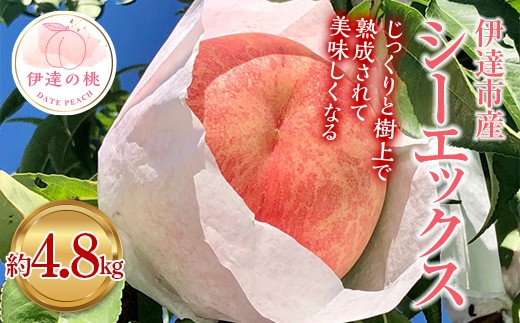 【2026年出荷分先行予約】福島県産 シーエックス 約4.8kg (11~16玉) あかい果樹園 大玉 固め 伊達の桃 桃 フルーツ 果物 もも モモ momo F20C-908