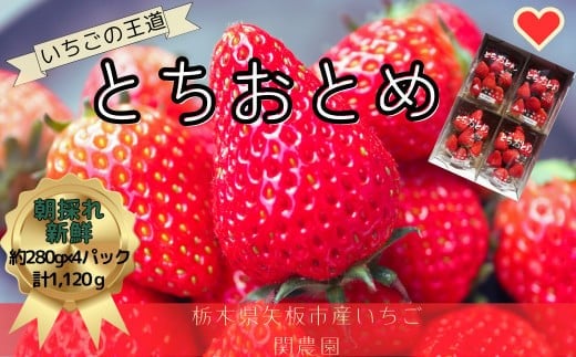 とちおとめ 1120g [2025年12月初旬より順次発送予定] 朝獲れ新鮮 秘密にしたい美味しさ|いちご イチゴ 苺 フルーツ 果物 産地直送 先行予約 栃木県産