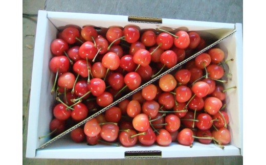 さくらんぼ（佐藤錦か紅秀峰）１ｋｇ　ご家庭用　0030-2603