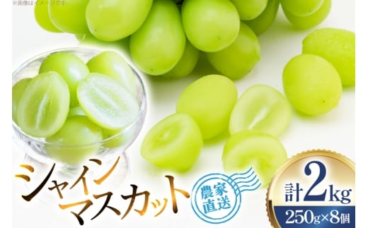 【期間限定発送】 シャインマスカット 粒 ジュエルボックス 250g 8個 計 2kg [安達敏幸 山形県 高畠町 tk06ays830006] 詰め合わせ 小分け フルーツ 果物 くだもの ぶどう ブドウ 葡萄 甘い 1437222 - 山形県高畠町