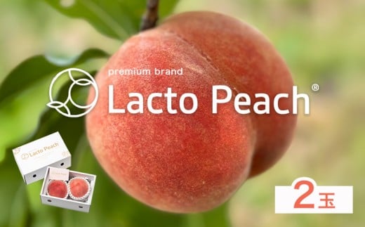乳酸菌で育てた あら川の桃 Lacto Peach ラクトピーチ ２玉《2026年7月上旬-7月中旬頃出荷》 2玉入箱 和歌山県産 辻本農園 SEC & Co. 紀の川市 果物 フルーツ 桃 もも モモ 旬