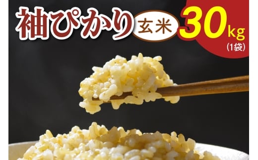 令和7年度産 袖ぴかり《玄米》30kg (1袋)｜米 おこめ こしひかり コシヒカリ 直送 推奨米 袖ケ浦 千葉 [0518]