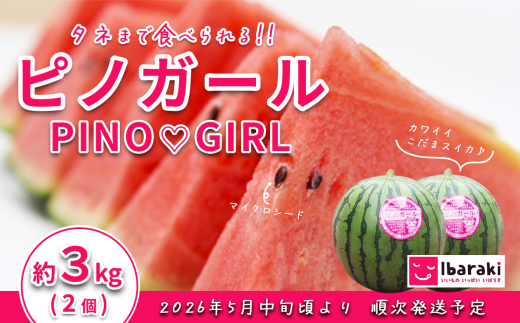 [ 先行予約 ] 茨城県産 ピノガール 約3kg ( 2個 ) [ 2026年5月中旬〜6月中旬ごろ発送予定 ] [ スイカ 西瓜 果物 くだもの フルーツ 国産 季節限定 人気 贈り物 お取り寄せ プレゼント 厳選 デザート ]
