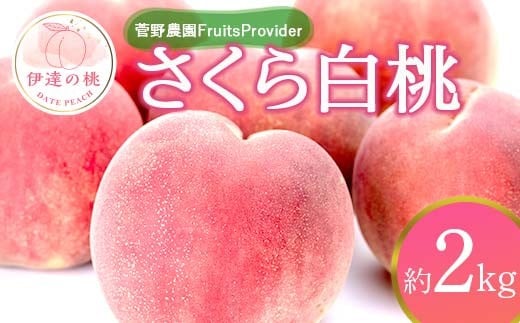 【2026年出荷分先行予約】福島県産 さくら白桃 約2kg (4～7玉) 菅野農園FruitsProvider 大玉 固め 白桃 伊達の桃 フルーツ 果物 もも モモ momo F20C-639