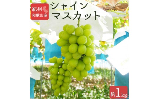 シャインマスカット 約1kg　紀州和歌山 かつらぎ産［2026年8月下旬以降発送予定］［UT118］