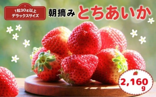 【先行予約】那珂川町産とちあいか 270ｇ×4Ｐ×2 | 2025年 2026年 先行予約 苺 イチゴ 大粒 甘い 贈答用 数量限定 果物 フルーツデザート 人気 贅沢 たっぷり 大容量 朝採れ当日発送 栃木県 那珂川町 送料無料