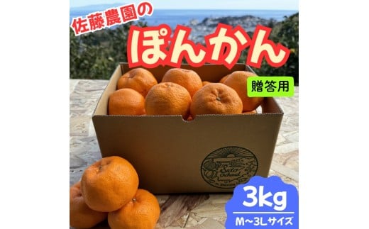 東伊豆・佐藤農園のポンカン　贈答用3kg（Mサイズ～3Lサイズ） 1318 ／ 佐藤農園 果物 フルーツ 農家直送 静岡県 東伊豆町 2277291 - 静岡県東伊豆町