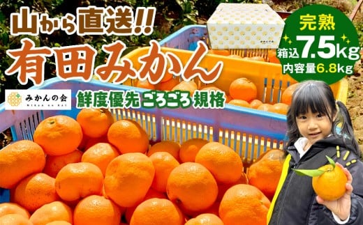 みかん 山から直送 箱込 7.5kg ( 内容量約 6.8kg ) 鮮度優先ごろごろ規格 和歌山県産 産地直送 家庭用［2025年11月中旬より2026年1月中旬頃順次出荷予定］［みかんの会］みかん 果物 みかん フルーツ みかん 和歌山 みかん 柑橘類 みかん 和歌山県産 みかん 有田 みかん