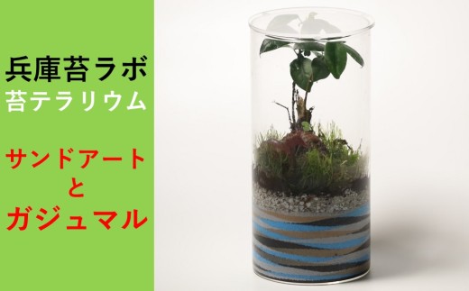 【円形テラリウム】土台にサンドアートをデザインしたガジュマルと苔のテラリウム