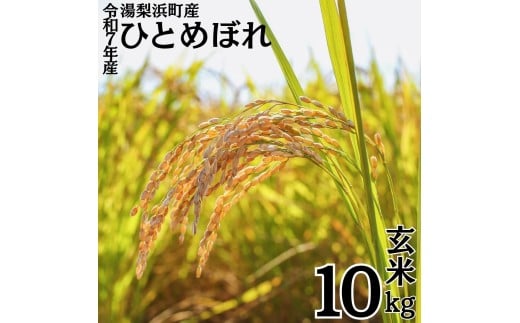 347K.湯梨浜町産◇ひとめぼれ◇玄米10kg◇令和7年産
