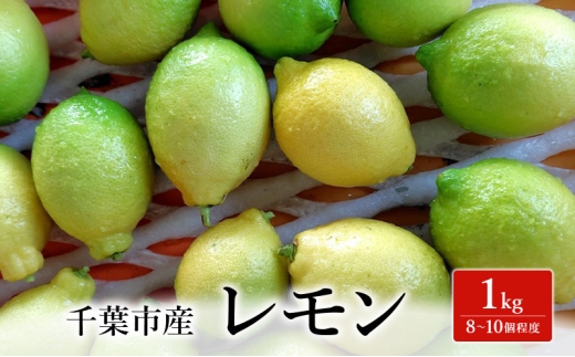 レモン 1kg 果物 フルーツ 国産 千葉市 [№5346-1509]