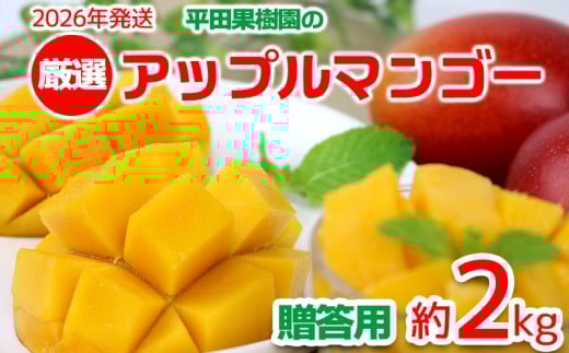 【2026年発送】平田果樹園の厳選アップルマンゴー贈答用（約2kg） アーウィン 果物 甘い 夏 濃厚 ギフト Mango ランキング 完熟 お気に入り 美味しい 人気 おすすめ フルーツ 沖縄県 先行予約 食品 デザート 産地直送 送料無料