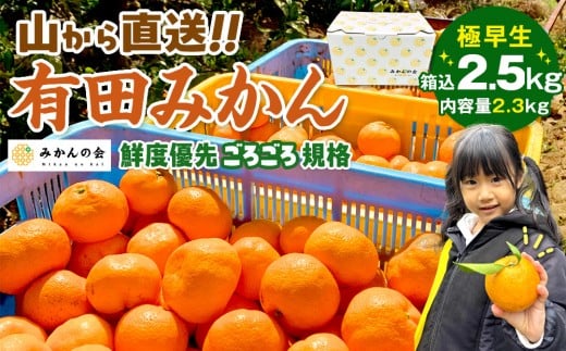みかん 極早生 山から直送 箱込 2.5kg (内容量約 2.3kg) 採れたてそのままごろごろ規格 有田みかん 和歌山県産 [みかんの会]みかん 果物 みかん フルーツ みかん 和歌山 みかん 柑橘類 みかん 和歌山県産 みかん 有田 みかん