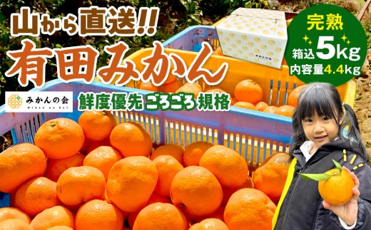 みかん 山から直送 箱込 5kg ( 内容量約 4.4kg ) 鮮度優先ごろごろ規格 和歌山県産 産地直送 家庭用［2025年11月中旬より2026年1月中旬頃順次出荷予定］［みかんの会］みかん 果物 みかん フルーツ みかん 和歌山 みかん 柑橘類 みかん 和歌山県産 みかん 有田 みかん