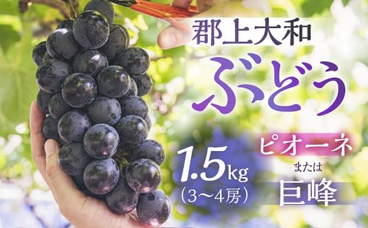 郡上大和のぶどう 令和7年産 【9月上旬～10月下旬発送】ブドウ ぶどう ピオーネ 巨峰 品種お任せ/ 食品 フルーツ 果物 ぶどう 葡萄 ブドウ