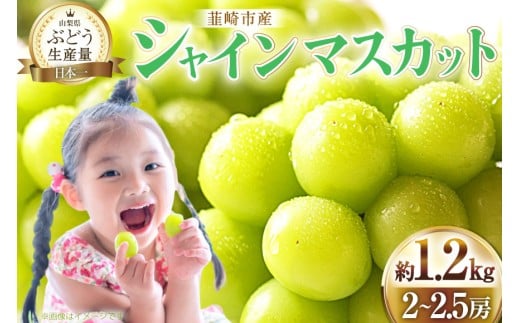 【2026年発送】先行予約 ぶどう シャインマスカット 約1.2kg (2〜2.5房) 【冷蔵発送】 フルーツ 果物 くだもの ブドウ 葡萄 種なし 1.2キロ 甘い 期間限定 季節限定 JA 厳選 山梨県産 令和8年 8月下旬から [梨北農業協同組合 山梨県 韮崎市 20742921] 1209291 - 山梨県韮崎市