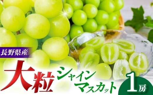 【９月上旬頃～発送予定】 シャインマスカット （1房） | 果物 くだもの フルーツ 葡萄 ぶどう ブドウ シャインマスカット 長野県 塩尻市 2181588 - 長野県塩尻市