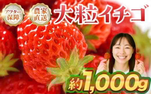 ≪先行予約≫ 大粒イチゴ 約1000g (平トレー250g×4P) イチゴ 大粒 甘い 果物 フルーツ いちご 苺 イチゴ 
