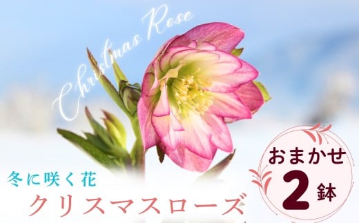 【期間限定】冬に咲く『 クリスマスローズ 』（2鉢セット）《2026年月2月中旬以降に発送予定》（7-A40-1）