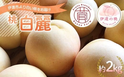 【2026年出荷分先行予約】福島県産 白麗 約2kg (5～7玉) 菅野農園FruitsProvider 白い桃 限定 伊達の桃 桃 フルーツ 果物 もも モモ momo F20C-730