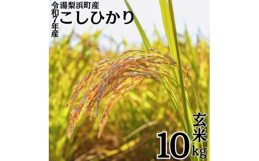 348K.湯梨浜町産◇こしひかり◇玄米10kg◇令和7年産