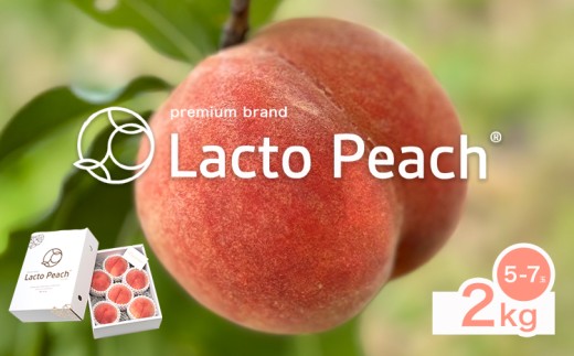 乳酸菌で育てた あら川の桃 Lacto Peach ラクトピーチ 2kg《2026年7月上旬-7月中旬頃出荷》 5~7玉入箱 和歌山県産 辻本農園 SEC & Co. 紀の川市 果物 フルーツ 桃 もも モモ 旬