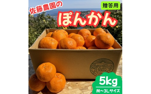 東伊豆・佐藤農園のポンカン　贈答用5kg（Mサイズ～3Lサイズ） 1320 ／ 佐藤農園 果物 フルーツ 農家直送 静岡県 東伊豆町 2277300 - 静岡県東伊豆町