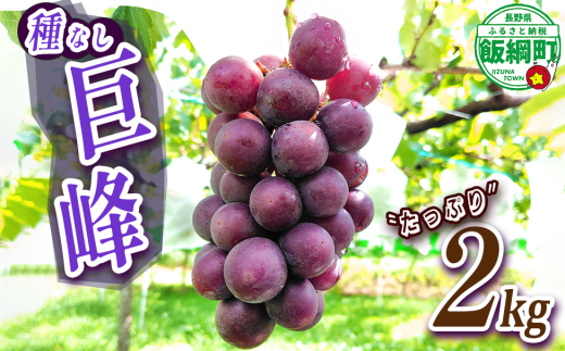 ぶどう 種なし巨峰 約2kg ( 3 ~ 5 房 ) 有限会社ブラベリーファーム 配送先は本州限定 2025年9月中旬頃から2025年10月下旬頃まで順次発送予定 令和7年度収穫分 長野県 飯綱町 [2043]