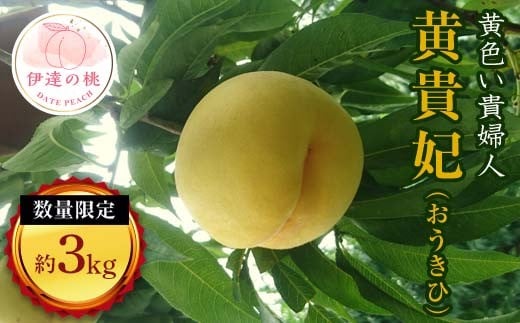 【2026年出荷分先行予約】福島県産 黄貴妃 約3kg (11～13玉) 有限会社志賀青果 数量限定 伊達の桃 桃 フルーツ 果物 もも モモ momo F20C-158 243045 - 福島県伊達市