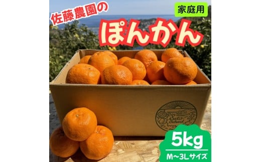 東伊豆・佐藤農園のポンカン　家庭用5kg（Mサイズ～3Lサイズ） 1321 ／ 佐藤農園 果物 フルーツ 農家直送 静岡県 東伊豆町 2277299 - 静岡県東伊豆町