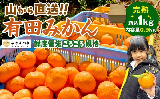 みかん 山から直送 箱込 約1kg(内容量約 0.9kg) サイズミックス 和歌山県産 産地直送 家庭用[2025年11月中旬より2026年1月中旬頃順次出荷予定][みかんの会]みかん 果物 みかん フルーツ みかん 和歌山 みかん 柑橘類 みかん 和歌山県産 みかん 有田 みかん