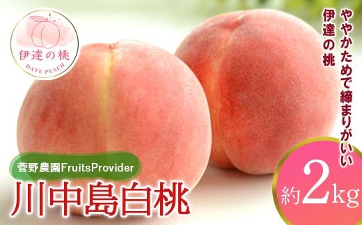 【2026年出荷分先行予約】福島県産 川中島白桃 約2kg (5～7玉) 菅野農園FruitsProvider 白桃 大玉 伊達の桃 桃 フルーツ 果物 もも モモ momo F20C-605 342340 - 福島県伊達市