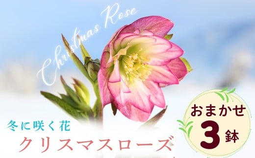 【期間限定】冬に咲く『 クリスマスローズ 』（3鉢セット）《2026年月2月中旬以降に発送予定》（7-A40-2）