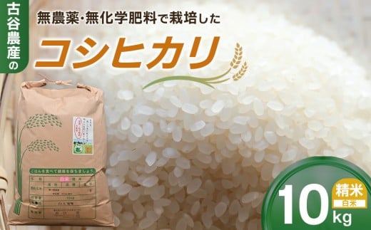 【令和6年産米】古谷農産の無農薬・無化学肥料で栽培したコシヒカリ（精米10キロ） ｜米 コメ 訳あり 白米 10kg コシヒカリ こしひかり 農家直送 産地直送 産直