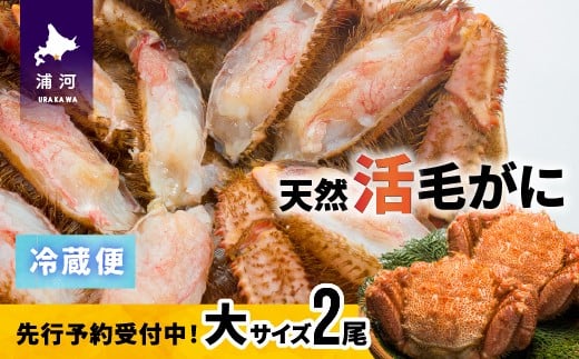 【先行受付開始！】漁協の活毛がに 大サイズ２尾セット※日付指定対応不可※[02-507]