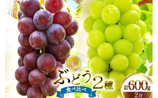 【中能登町】エミー農園で作る完熟ぶどう 2種食べ比べセット シャインマスカット ＆ BKシードレス　合計600g  [道の駅織姫の里なかのと 石川県 中能登町 nk17amw270057]