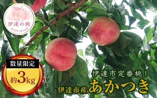 【2026年出荷分先行予約】福島県産 あかつき 約3kg (11～13玉) 有限会社志賀青果 伊達の桃 桃 フルーツ 果物 もも モモ momo F20C-159 243046 - 福島県伊達市