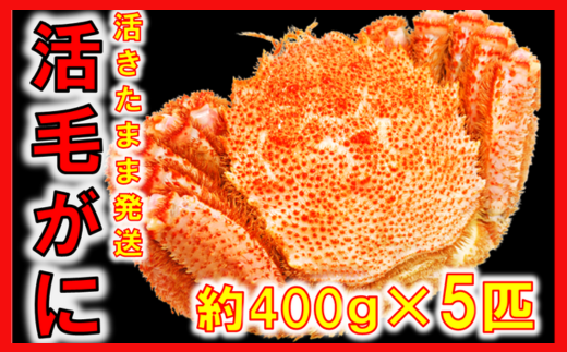 【令和8年発送】三陸産 三陸活毛ガニ400g×5杯【2026年3月～4月発送】【05】