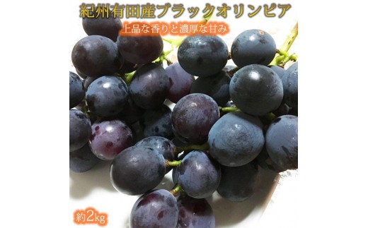 紀州有田産 ブラックオリンピア (ハチミツぶどう) 約2kg［2026年8月中旬以降発送予定］［UT107］ 1457777 - 和歌山県九度山町