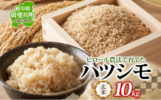 [№5568-0428]ピロール農法で育てた安全な美味しいハツシモ（玄米）10kg お米 ごはん ご飯 カレー 丼物 お弁当 すし飯 冷めても美味しい はつしも ななしん米 岐阜県 揖斐川町