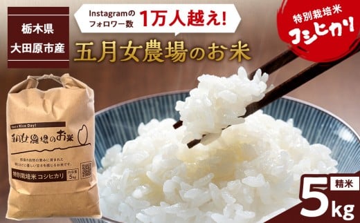 令和7年産 精米 特別栽培米 コシヒカリ「五月女農場のお米」(5kg)  2025年10月～順次発送 ｜新米 農家直送 産地直送 産直 栃木県 大田原市 こしひかり