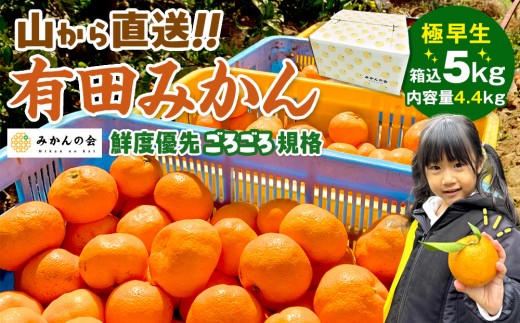 みかん 極早生 山から直送 箱込 5kg (内容量約 4.4kg) 採れたてそのままごろごろ規格 有田みかん 和歌山県産 【みかんの会】みかん 果物 みかん フルーツ みかん 和歌山 みかん 柑橘類 みかん 和歌山県産 みかん 有田 みかん