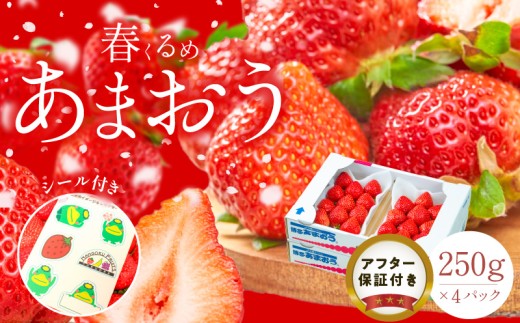 福岡産【春】あまおう4パック_春くるめ あまおう 250g × 4パック 合計 1kg シール付き 冷蔵 濃厚 甘い 果汁 アフター保証 安心安全 国産 いちご 果物 アレンジ おやつ フルーツ スイーツ スムージー ジャム 南国フルーツ お取り寄せ 福岡県 久留米市 送料無料_Fi012