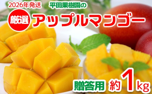 【2026年発送】平田果樹園の厳選アップルマンゴー贈答用（約1kg） アーウィン 果物 甘い 夏 濃厚 ギフト Mango ランキング 完熟 お気に入り 美味しい 人気 おすすめ フルーツ 沖縄県 先行予約 食品 デザート 産地直送 送料無料