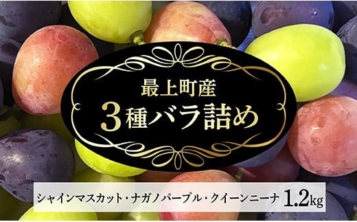 【予約返礼品】最上町産シャインマスカット・