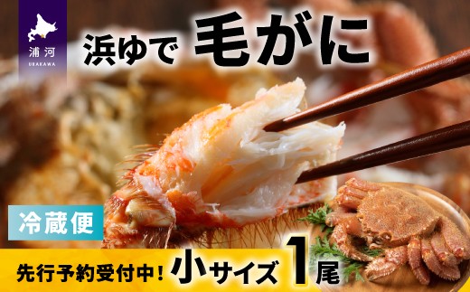 北海道浦河沖で水揚げした旬の「毛がに」は身入りもよく味も抜群です！