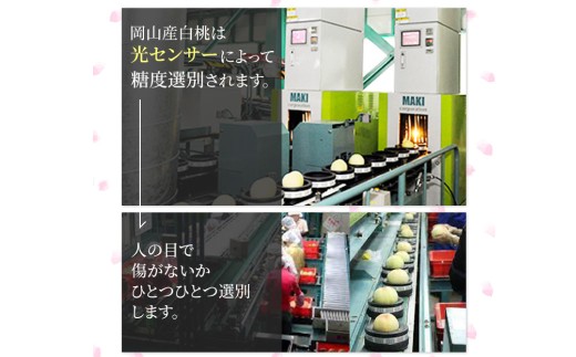 岡山白桃 ロイヤル 5～7玉入り（合計約1.5kg）