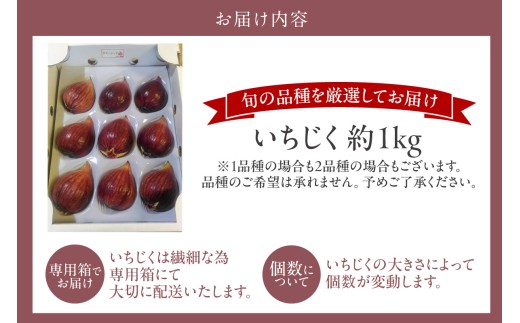 愛知県常滑市のふるさと納税 【先行予約】ふんわり柔らか朝どり完熟いちじく