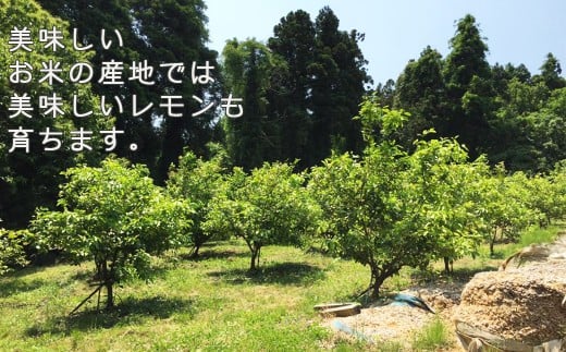 美味しいお米を育てる土壌が、今度は美味しいレモンを育てました。